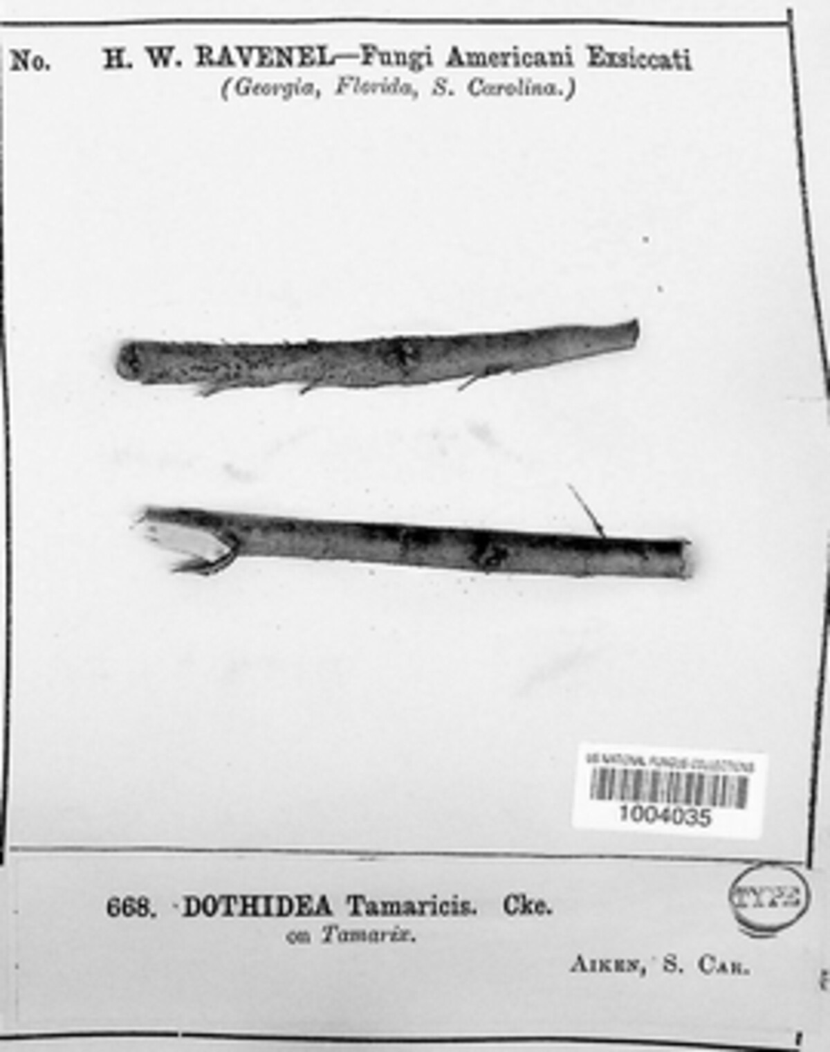 Leptosphaeria tamaricis image